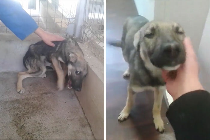 perro que tenía miedo de ser tocado