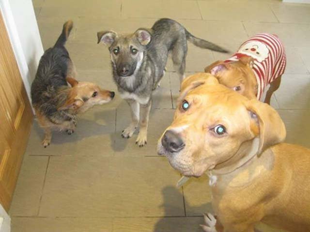 perro tenía miedo de las caricias perro tenía miedo de las caricias