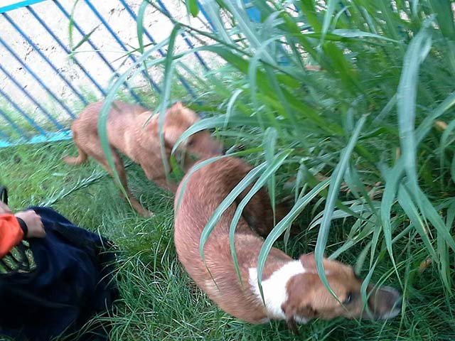 perros rescatados de un canal perros rescatados de un canal