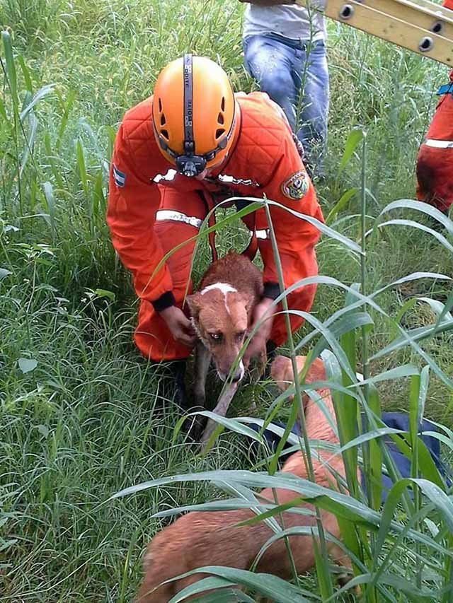 perros rescatados del canal Camino del Perú