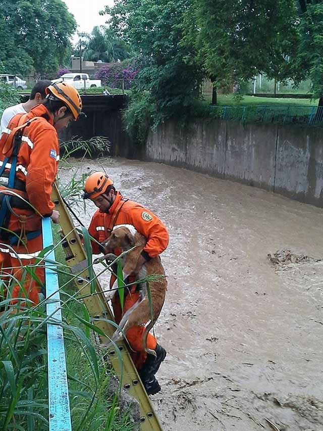 perros rescatados en un canal de Argentina perros rescatados en un canal de Argentina