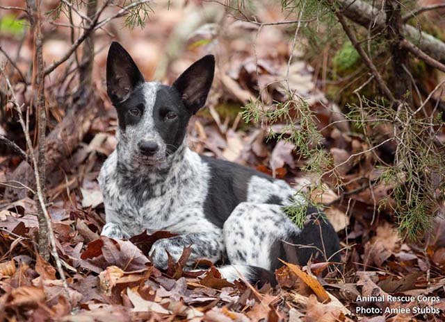 perros vivían con hombre al aire libre en el bosque perros vivían con hombre al aire libre en el bosque