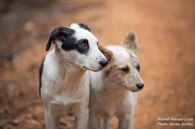 perros vivían con un hombre en la naturaleza perros vivían con un hombre en la naturaleza