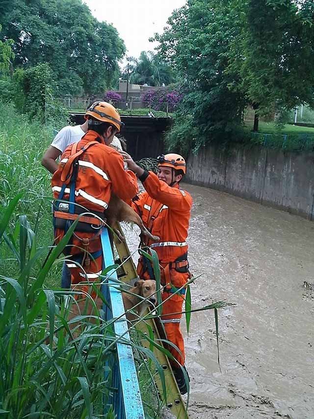 rescatan perros en canal rescatan perros en canal