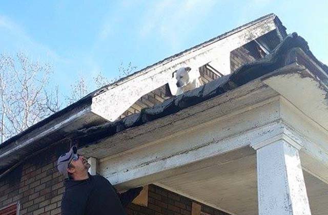 rescatan pit bull que vivía en casa quemada