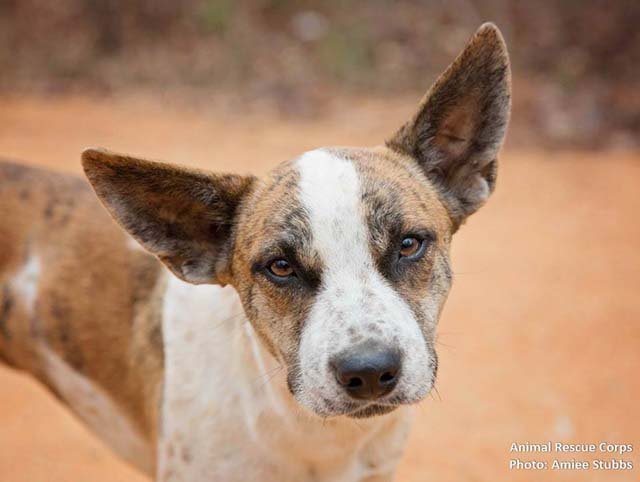 rescate de perros que vivían en el bosque rescate de perros que vivían en el bosque