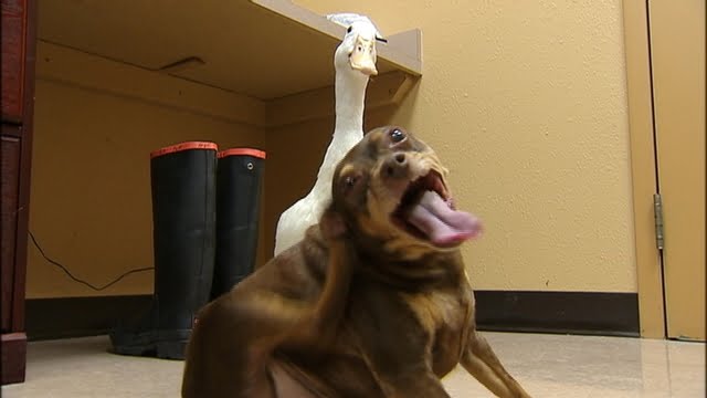 un perro y un pato inseparables