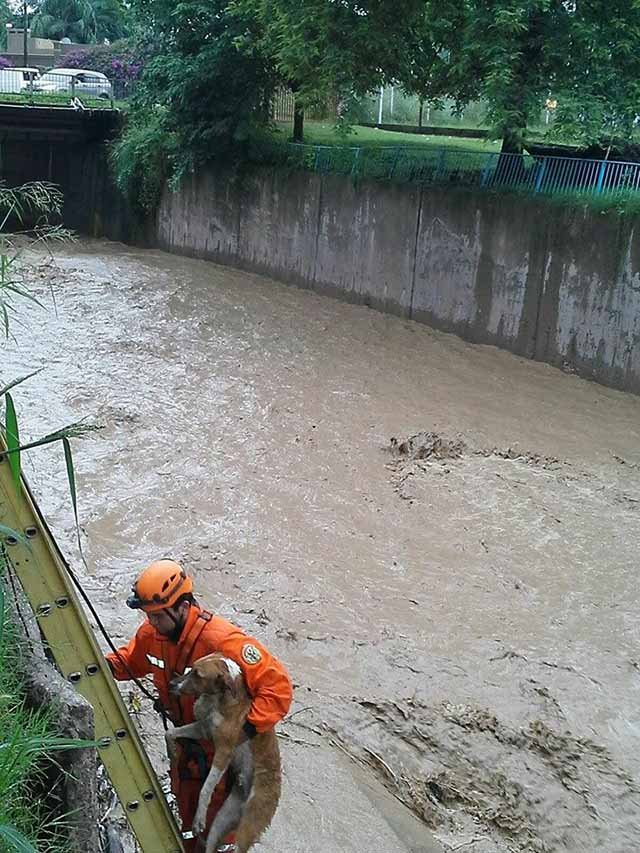 uno de los perros rescatados en un canal uno de los perros rescatados en un canal