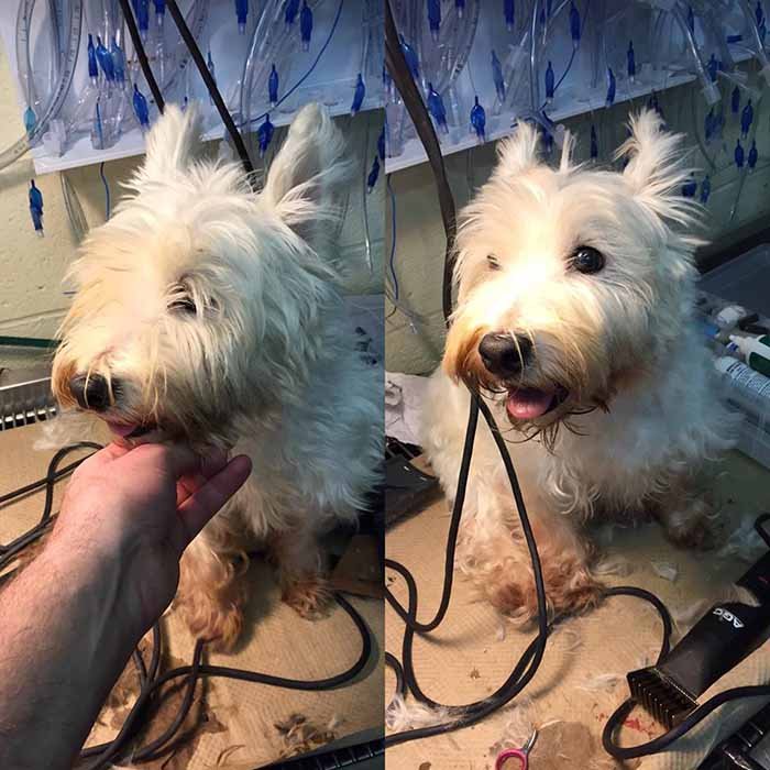 Antes y después perro de un refugio Antes y después perro de un refugio