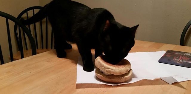 Blake comiendo Blake comiendo
