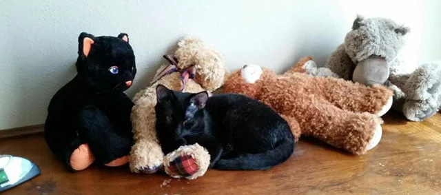 Blake peluche Blake peluche