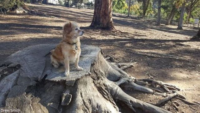 Carl salvó a su humano