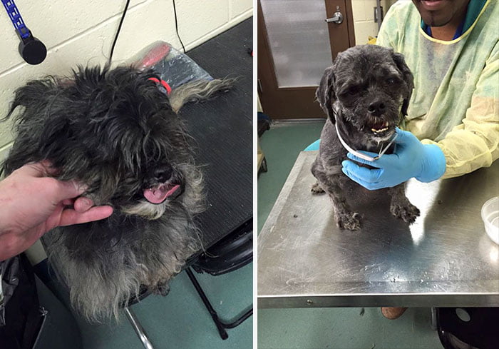 Corta el pelo gratis a perros para adopción