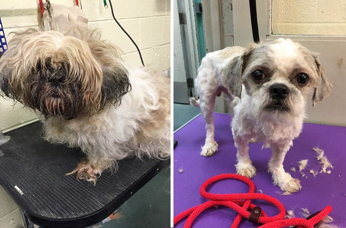 Corta gratis el pelo a los perros Corta gratis el pelo a los perros
