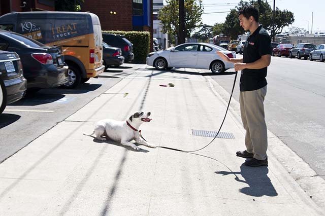 Entrenamiento Pit Bull