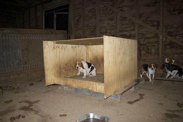 Fábrica de cachorros Fábrica de cachorros
