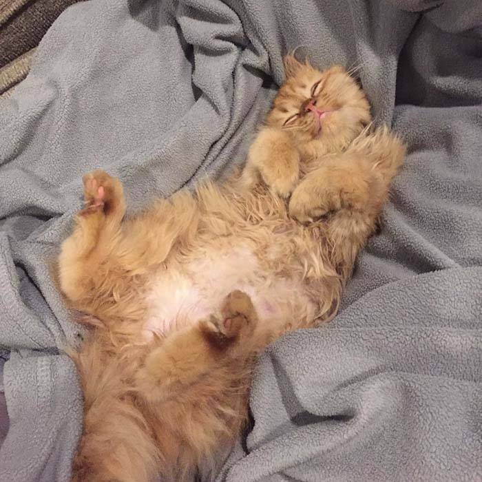 Gata feliz en su nuevo hogar