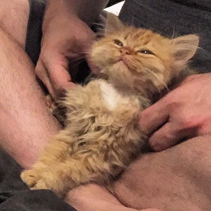 Gata y su nuevo padre humano Gata y su nuevo padre humano