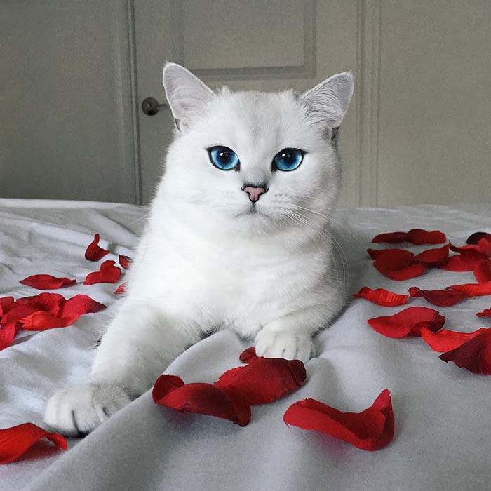 Gato con los ojos azules más lindos