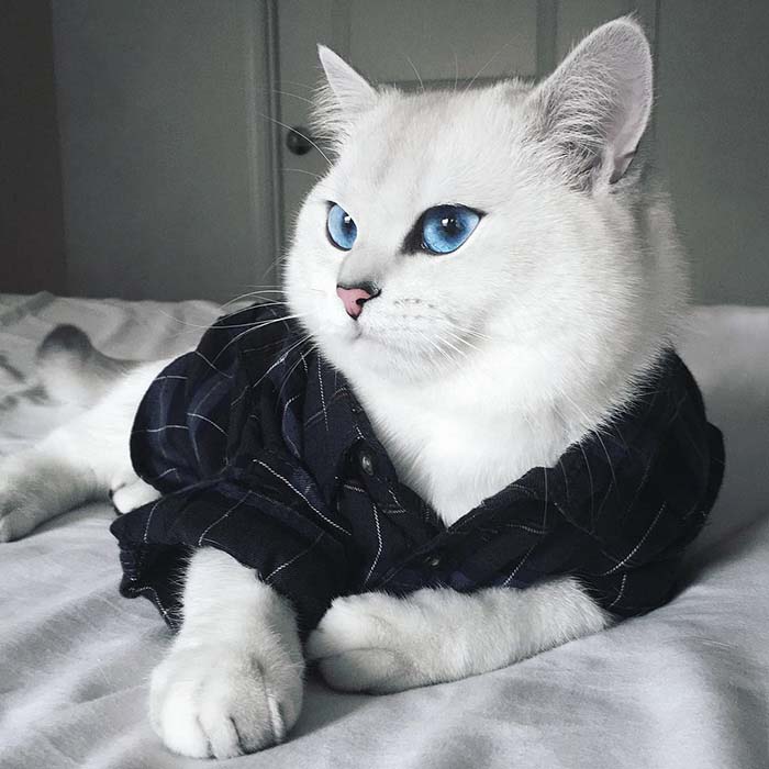 Gato pelicorto inglés, muy hermoso
