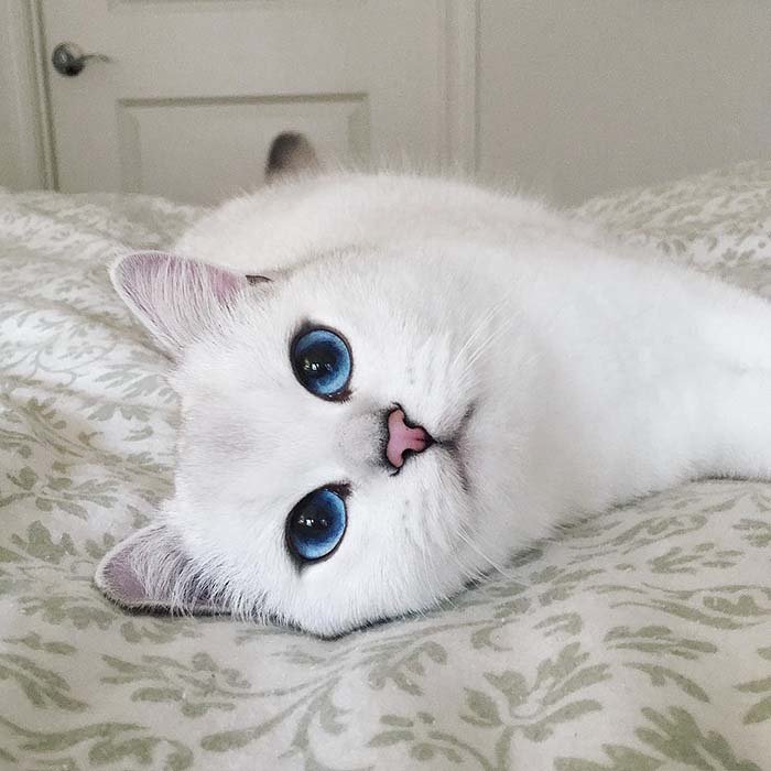 Gato pelicorto inglés es muy lindo