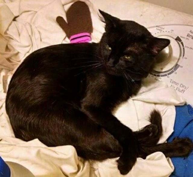 Gato salvó a su familia en un incendio Gato salvó a su familia en un incendio
