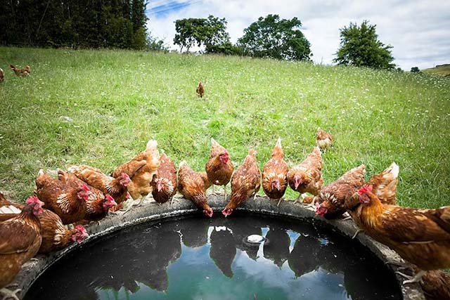 Granja de gallinas libres