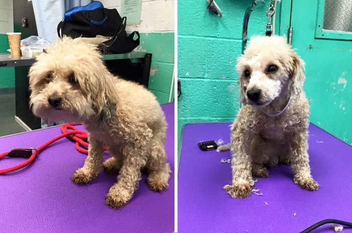 Hombre corta el pelo gratis a los perros Hombre corta el pelo gratis a los perros