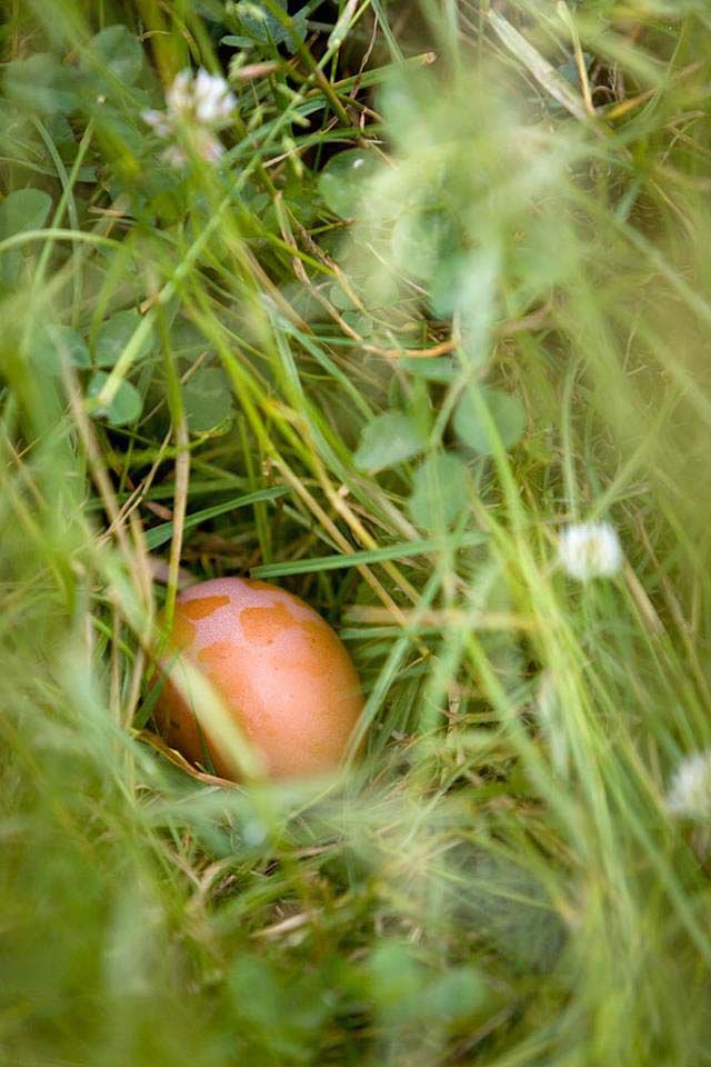 Huevo Egg