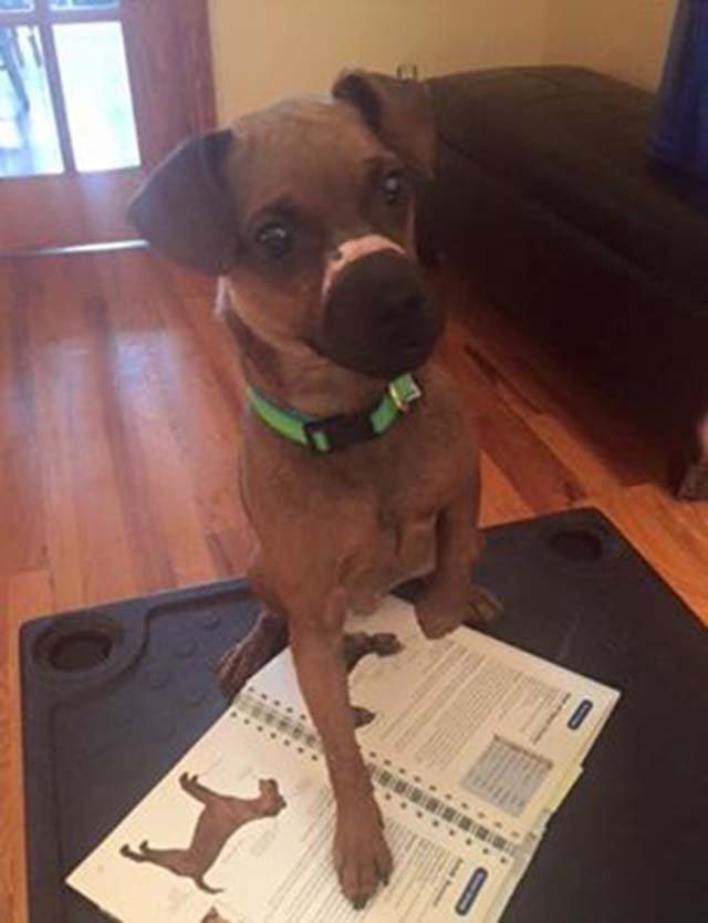 Justice dicponible para adopción