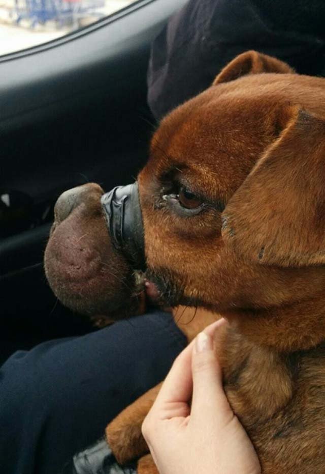 Justice perro atado con cinta aislante Justice perro atado con cinta aislante