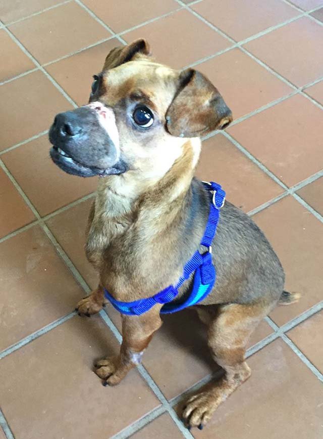 Justice se está recuperando