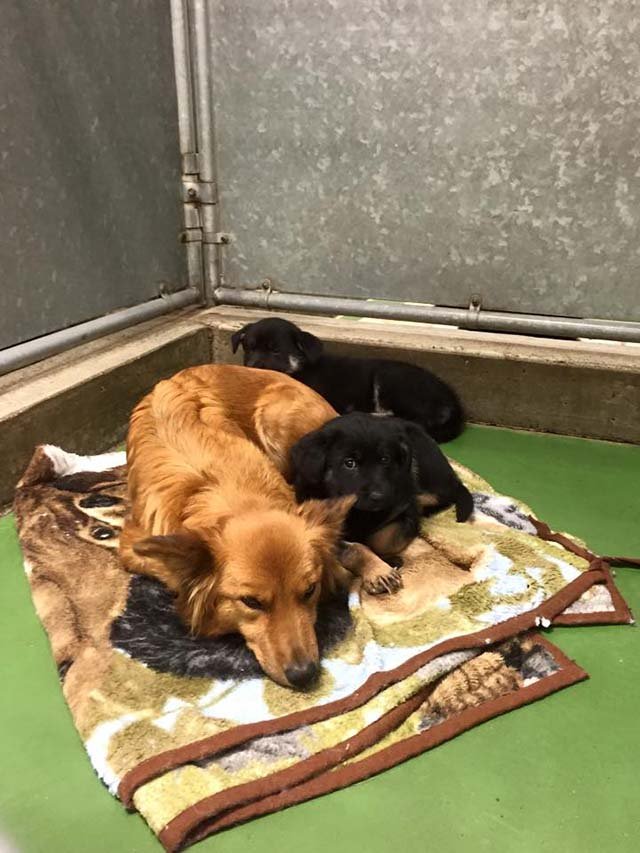 Maggie y los cachorros