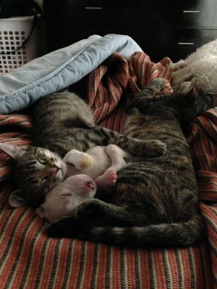 Nicolás y los gatos