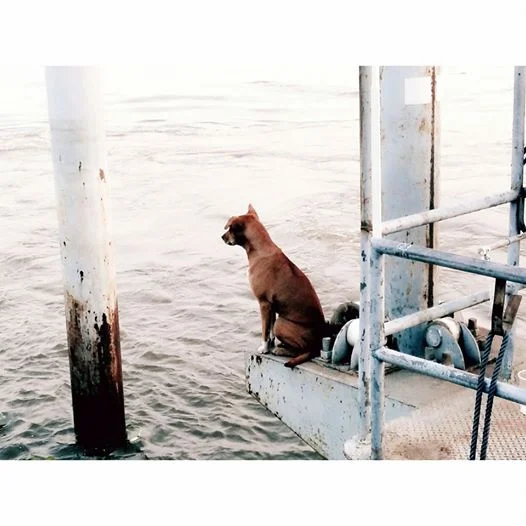 Perra esperando en el muelle