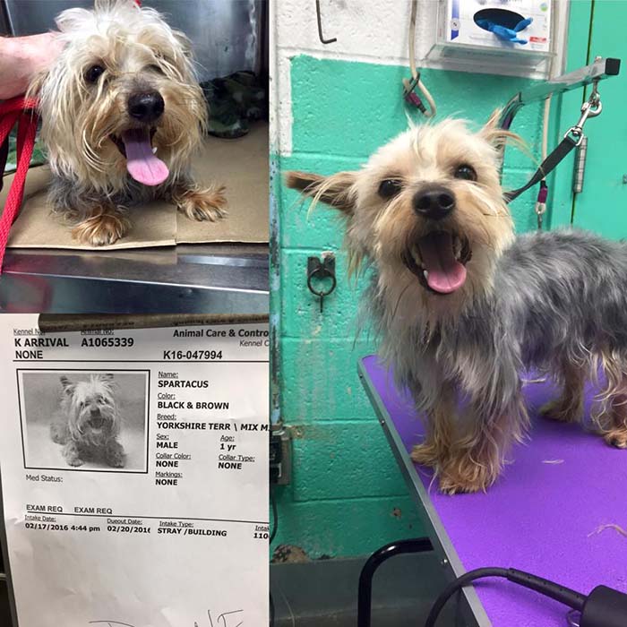 Perro adopción refugio
