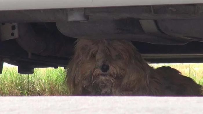 Perro callejero temía ser rescatado Perro callejero temía ser rescatado
