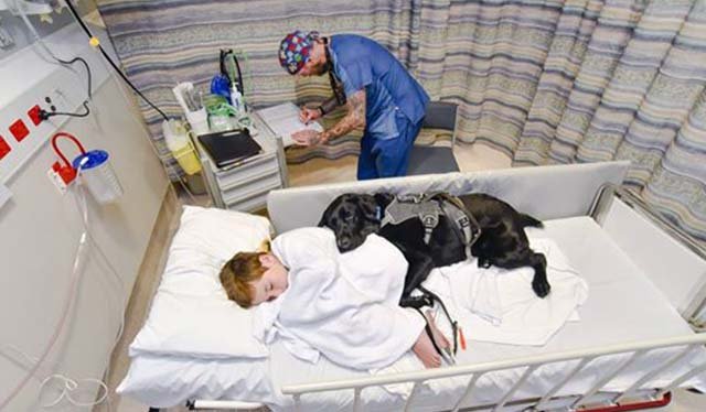 Perro de asistencia no deja solo a niño con autismo