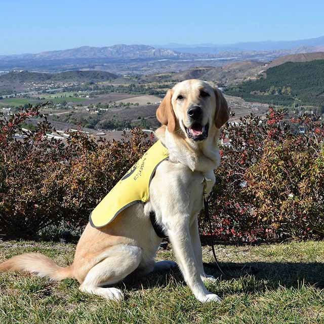Perro de servicio