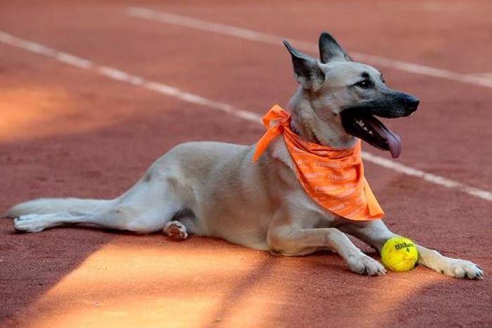 Perro del refugio