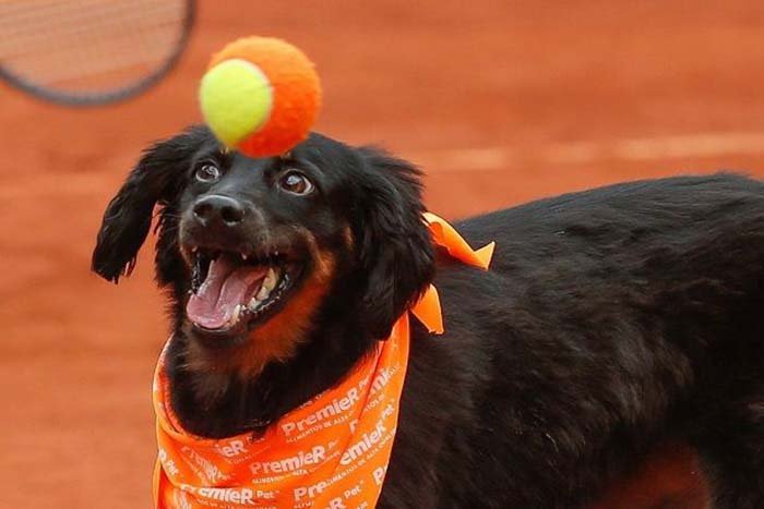 Perro en el abierto de tenis