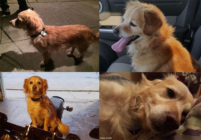 Perro salvó a su humano alertándolo sobre un incendio