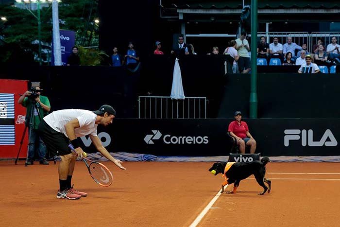 Perros de un refugio entrenados como recogepelotas