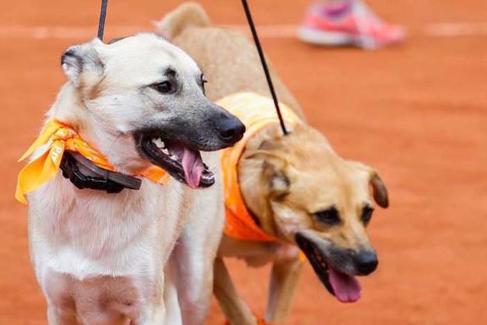 Perros en el abierto de Tenis en Brasil