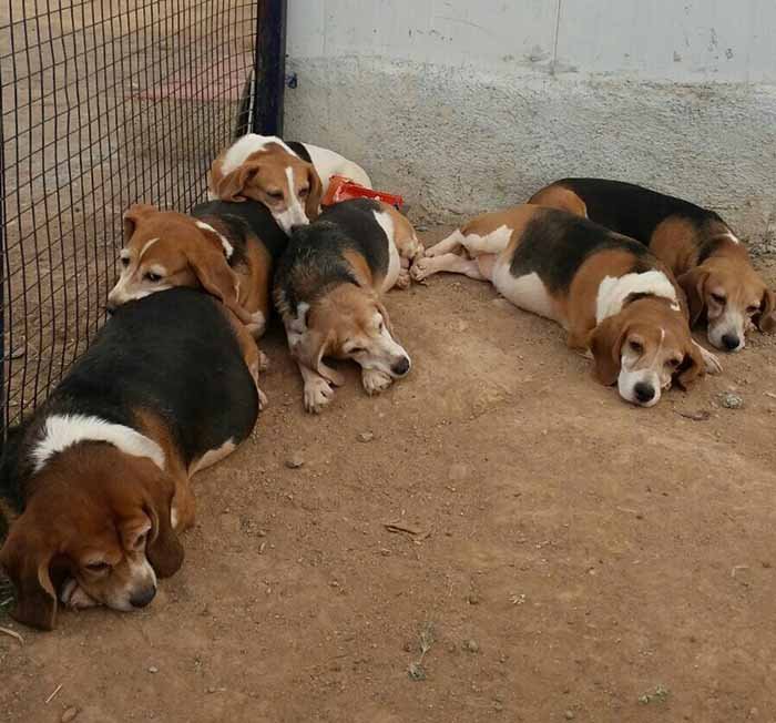 Pimeros perros liberados de un laboratorio en la India