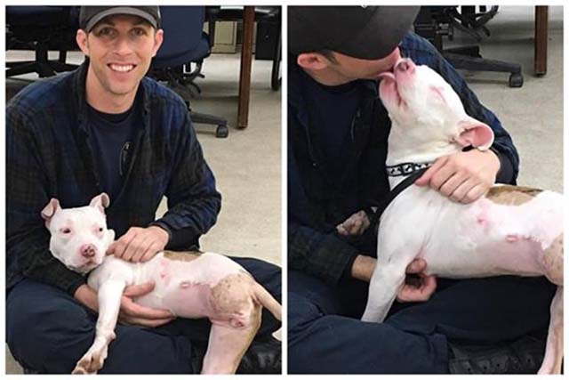 Pit Bull atropellada por un tren se reúne con su salvador