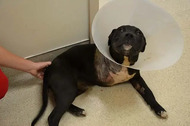 Pit Bull perdió una pata