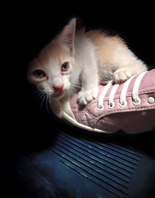 Policía detiene el tráfico para salvar a una gata