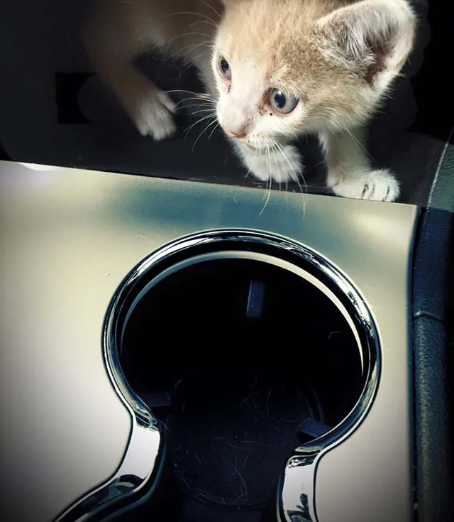 Polly Tana Polly Tana