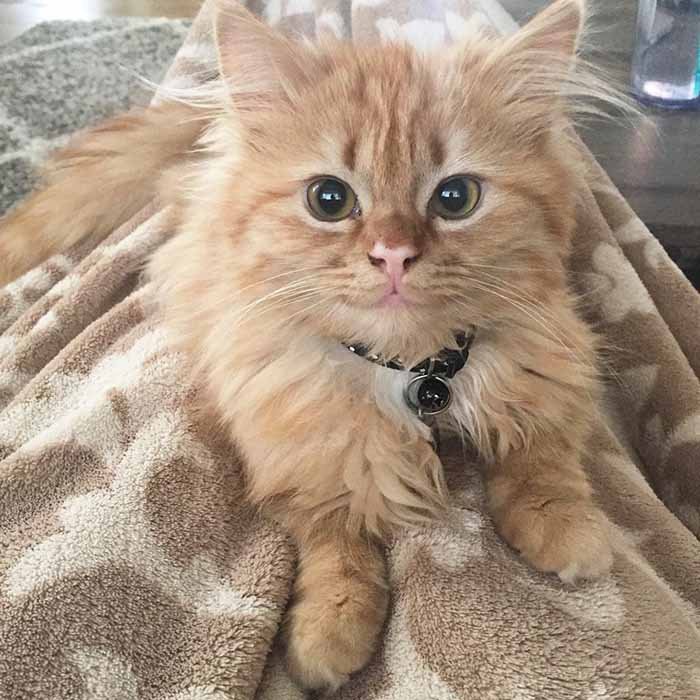 Rey, la gata feliz